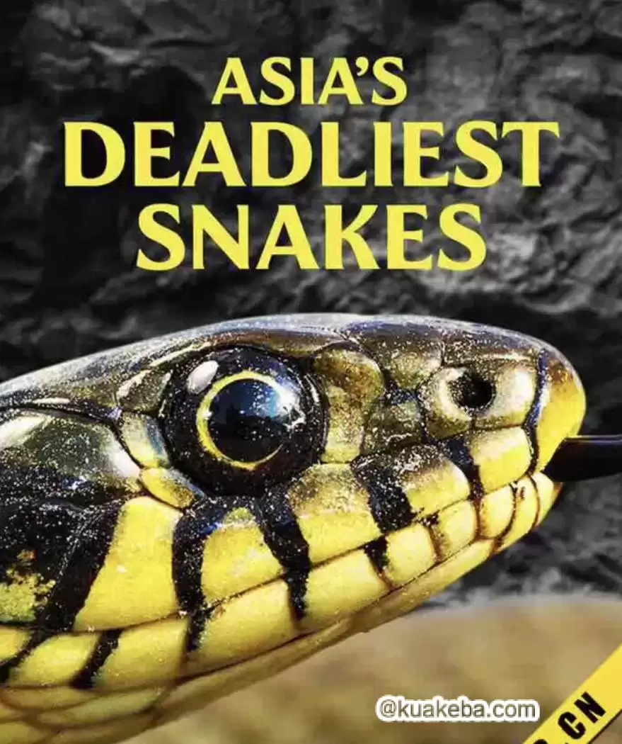 亚洲毒蛇之最.2010.4K高码.英语中字[纪录片]